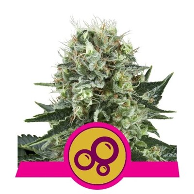 Royal Queen Seeds Bubble Kush ab 25.-€