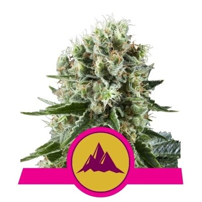 Royal Queen Seeds Critical Kush 21,5.-€-tól