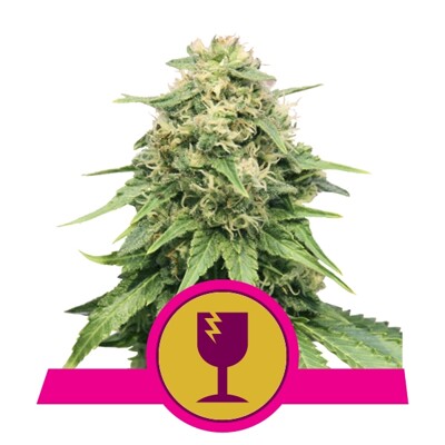 Royal Queen Seeds Critical from 23.-€