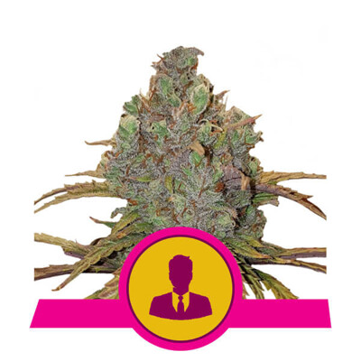 Royal Queen Seeds El Patron 32,50.-€-tól