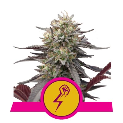 Royal Queen Seeds Green Crack Punch 3 seeds