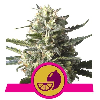 Royal Queen Seeds Lemon Shining Silver Haze 21,50.-€-tól