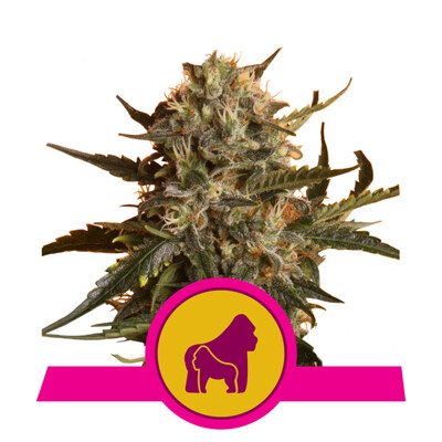 Royal Queen Seeds Mother Gorilla 23.-€-tól