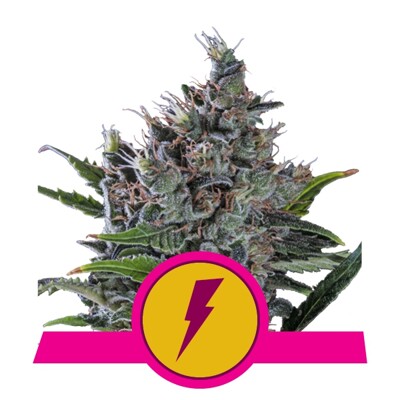 Royal Queen Seeds North Thunderfuck 27.-€-tól