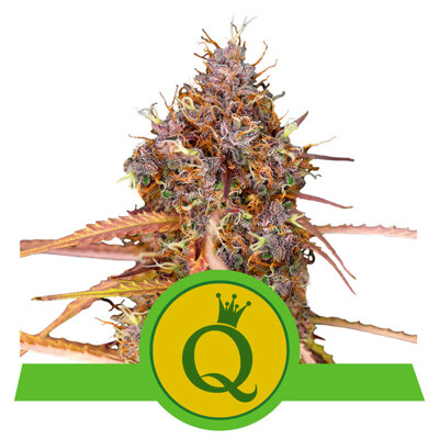 Royal Queen Seeds Purple Queen 20.-€-tól