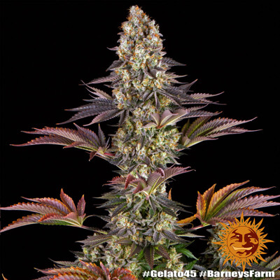 Barney's Farm Gelato #45 3 Seeds