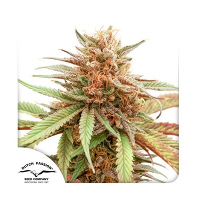 Dutch Passion Seed Company Durban Dew from 34,95,-€