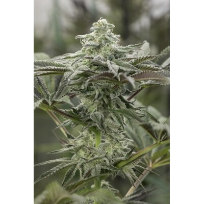 Humboldt Seed Company Lemon Citron 10 seeds