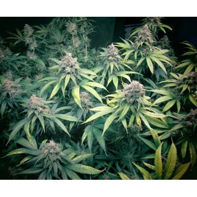 Huba Seed Bank GW Kush 5 seeds