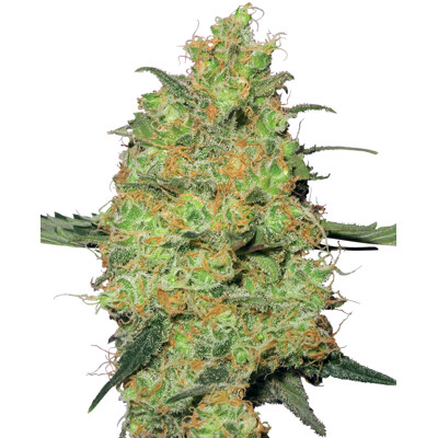 Sensi Seeds Master Kush Fem 3 pcs