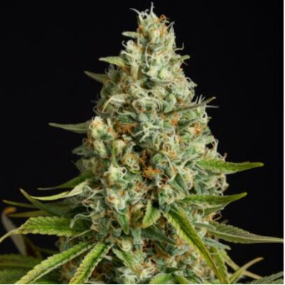 Silent Seeds Amnesia Lemon 3 seeds