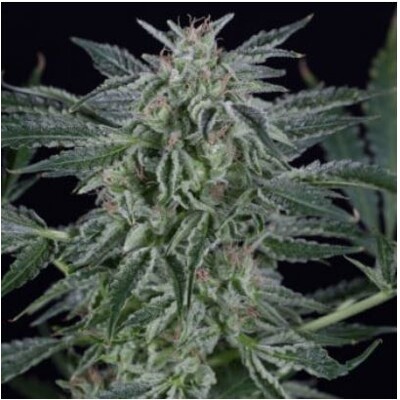 Silent Seeds Critical Jack Auto 5 seeds