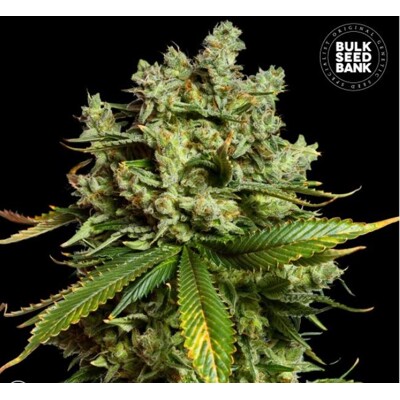 Bulk Seed Bank Auto Mimosa Famosa 10 seeds