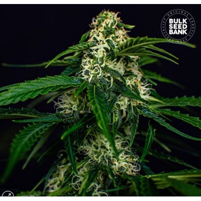 Bulk Seed Bank Auto  Watermelon Jam 100 seeds