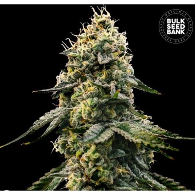 Bulk Seed Bank CBD Sativa King 5 seeds