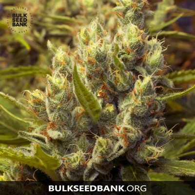 Bulk Seed Bank Jack Hair 10 db