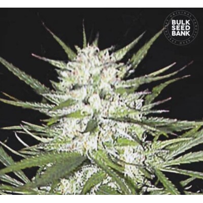 Bulk Seed Bank Early Top Skunk 10 db