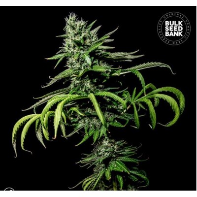 Bulk Seed Bank Auto Tropical Coconut ab 17,5.-€