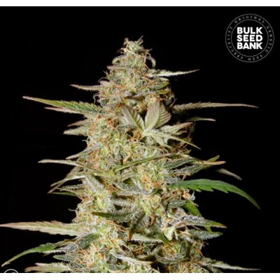 Bulk Seed Bank Auto Hindu Kush 5pc