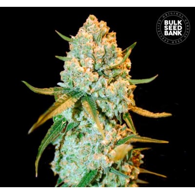 Bulk Seed Bank Special Crystal Haze 5 db