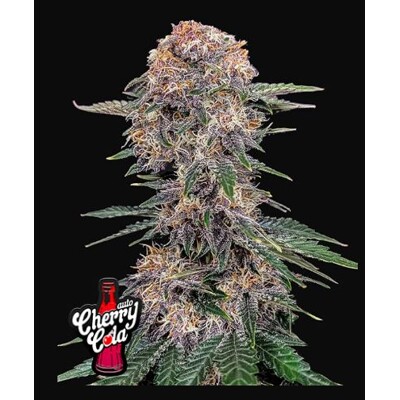 FastBuds Cherry Cola 1 seed