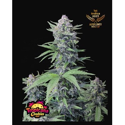 Fast Buds Tropicana Cookies 2 ks