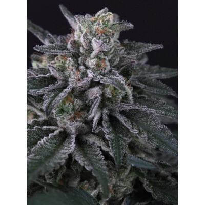 Paradise Seeds Gulupa 10db