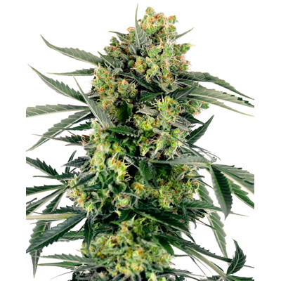 Sensi Seeds Blueberry Skittlez Auto 10 pcs