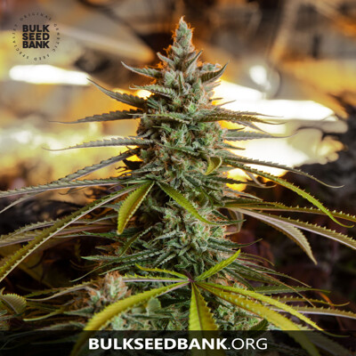 Bulk Seed Bank Ananas Funk 5 seeds