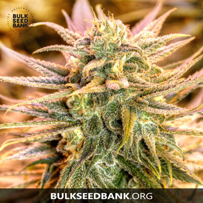 Bulk Seed Bank Green Candy 5 db