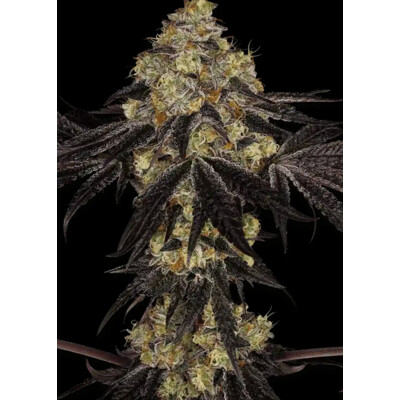 Paradise Seeds Sunset Paradise 5 Seeds