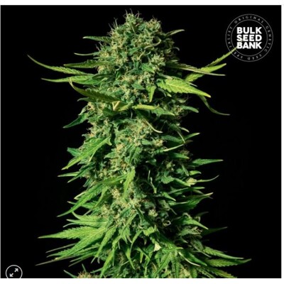 Bulk Seed Bank Mandalime Juice 1 seed