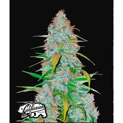 Fast Buds Californian Snow Auto 3 db