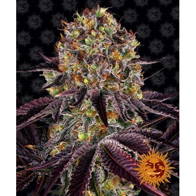 Barney's Farm Runtz x Layer Cake Fem 3 seeds