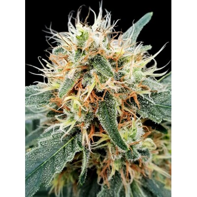 Paradise Seeds Stromboli Auto 5 Seeds