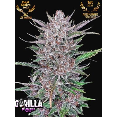 Fast Buds Gorilla Punch Auto od 13.-€-