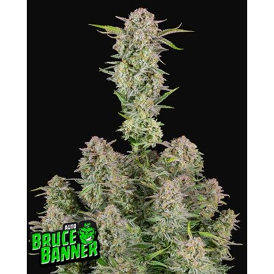 Fast Buds Bruce Banner Auto 3 db