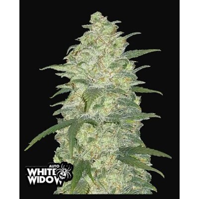 Fast Buds Originals Auto White Widow 1 ks