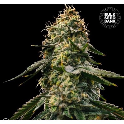 Bulk Seed Bank Auto Runtz Gluntz 10 db