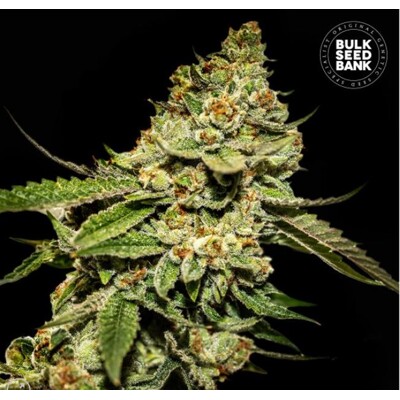 Bulk Seed Bank Bruce Banner #5 10 pcs