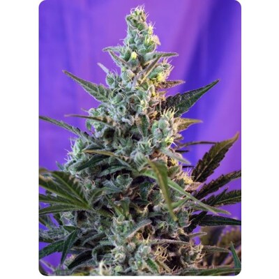 Sweet Seeds Sweet Skunk F1 Fast Version 5 ks