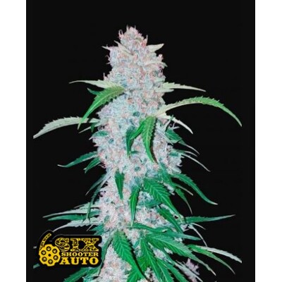 Fast Buds Six Shooter 11€.-tól