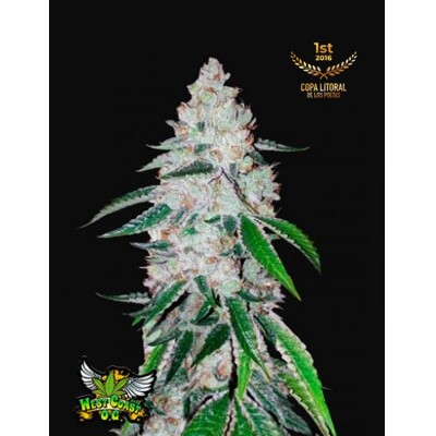 Fast Buds West Coast O.G. ab 11 €