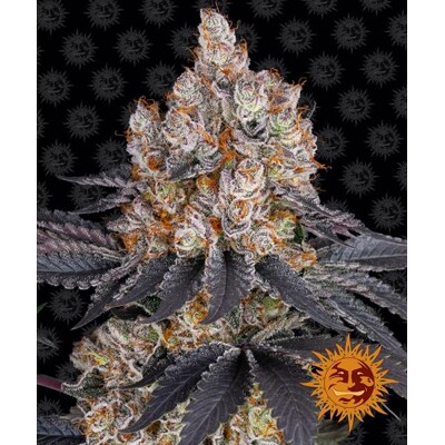 Barney's Farm Gelato 3 seeds