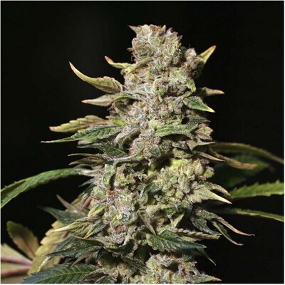 Eva Seeds TNT Kush 3 seeds