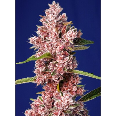 Sweet Seeds Tropicana Poison F1 Fast Version 25 pcs