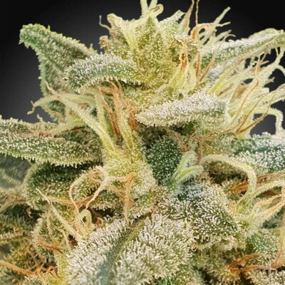 Paradise Seeds CBD Delight 3 Seeds