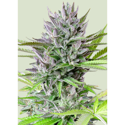 Royal Queen Seeds Triple G from 13,50.-€