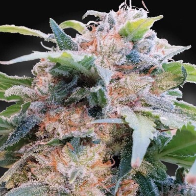 Paradise Seeds CBDream 3 Seeds