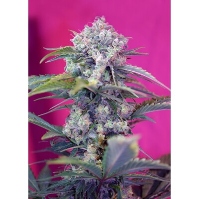 Sweet Seeds Cream Mandarine Auto 3 pcs